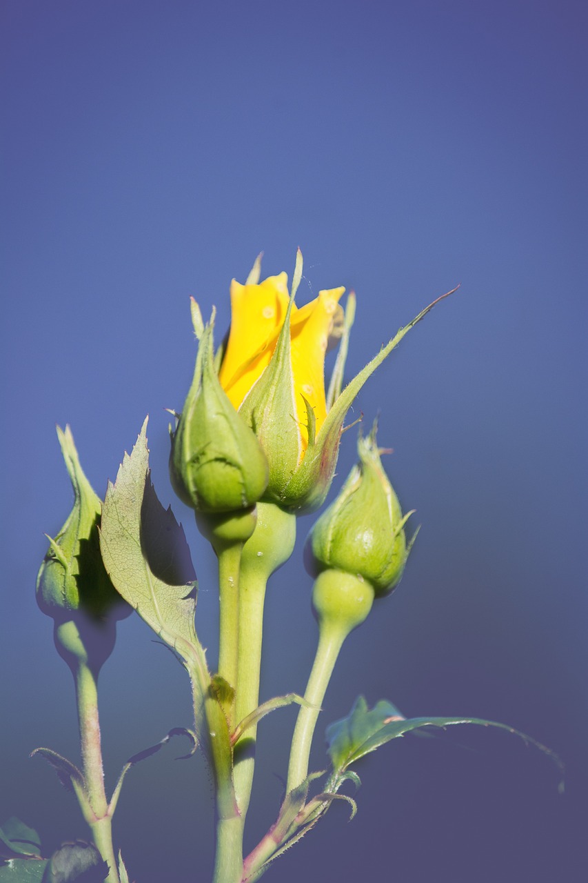 flower rose yellow free photo