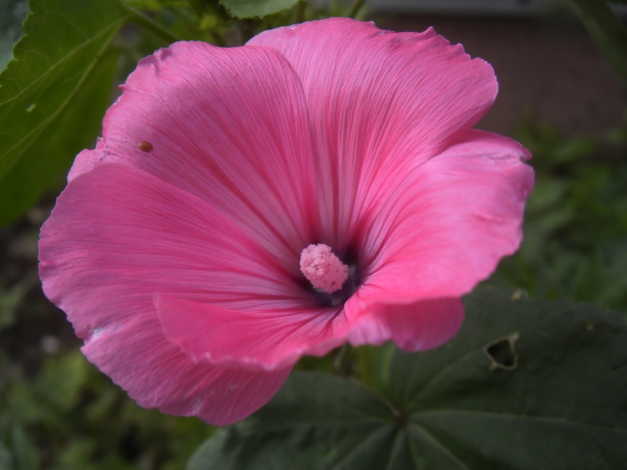 flower pink petals free photo