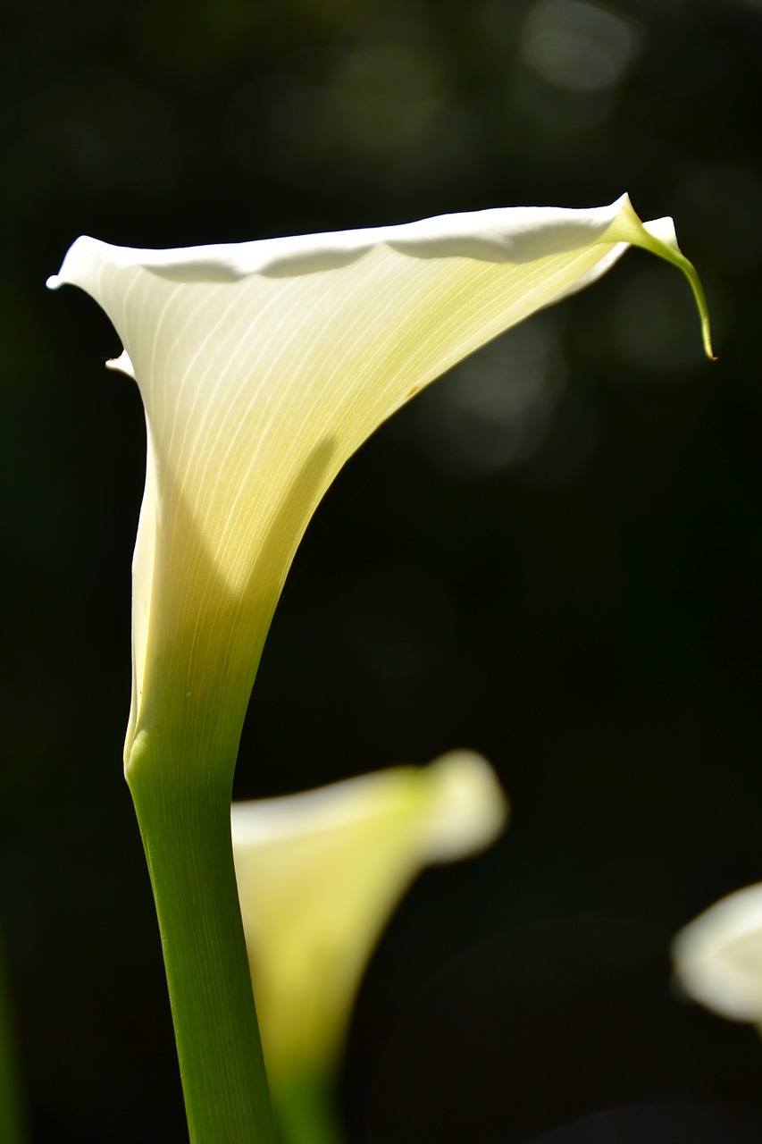 flower south africa white lily free photo