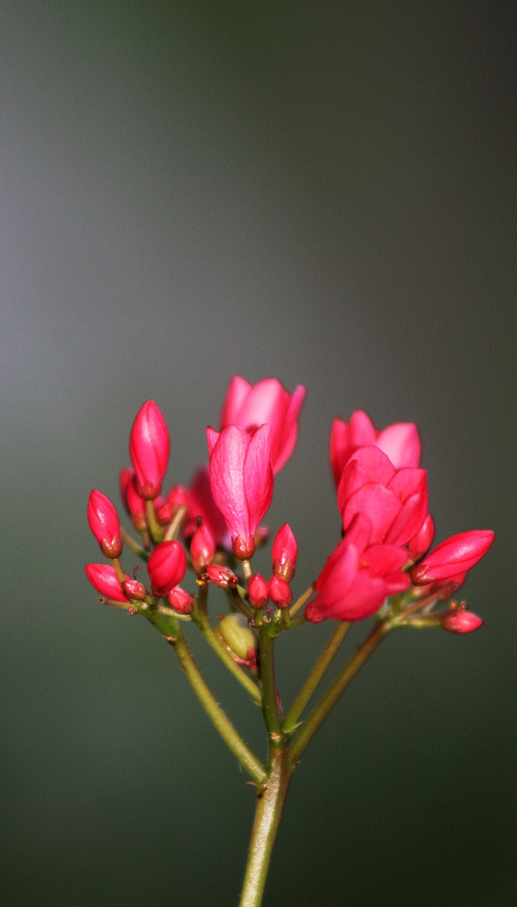 flower pink flower garden free photo