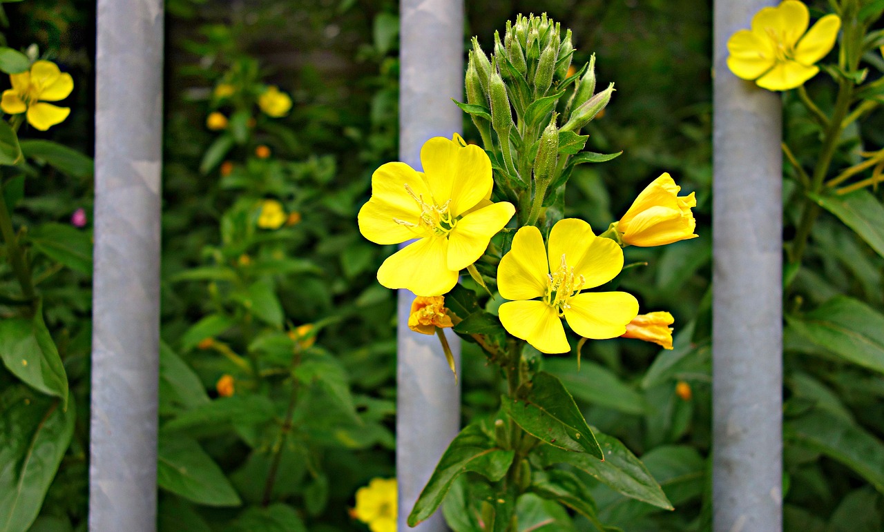 flower plant yellow flower free photo