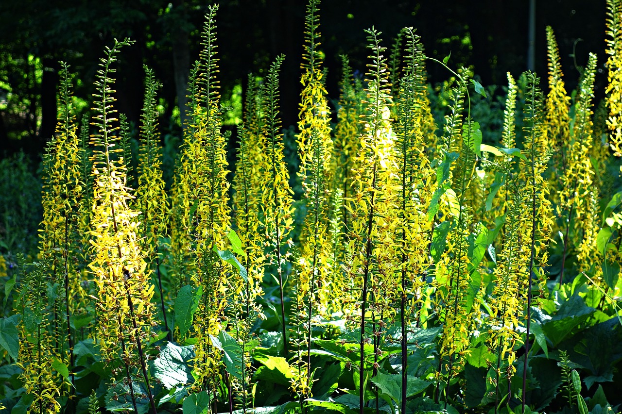 flower yellow yellow flowers free photo