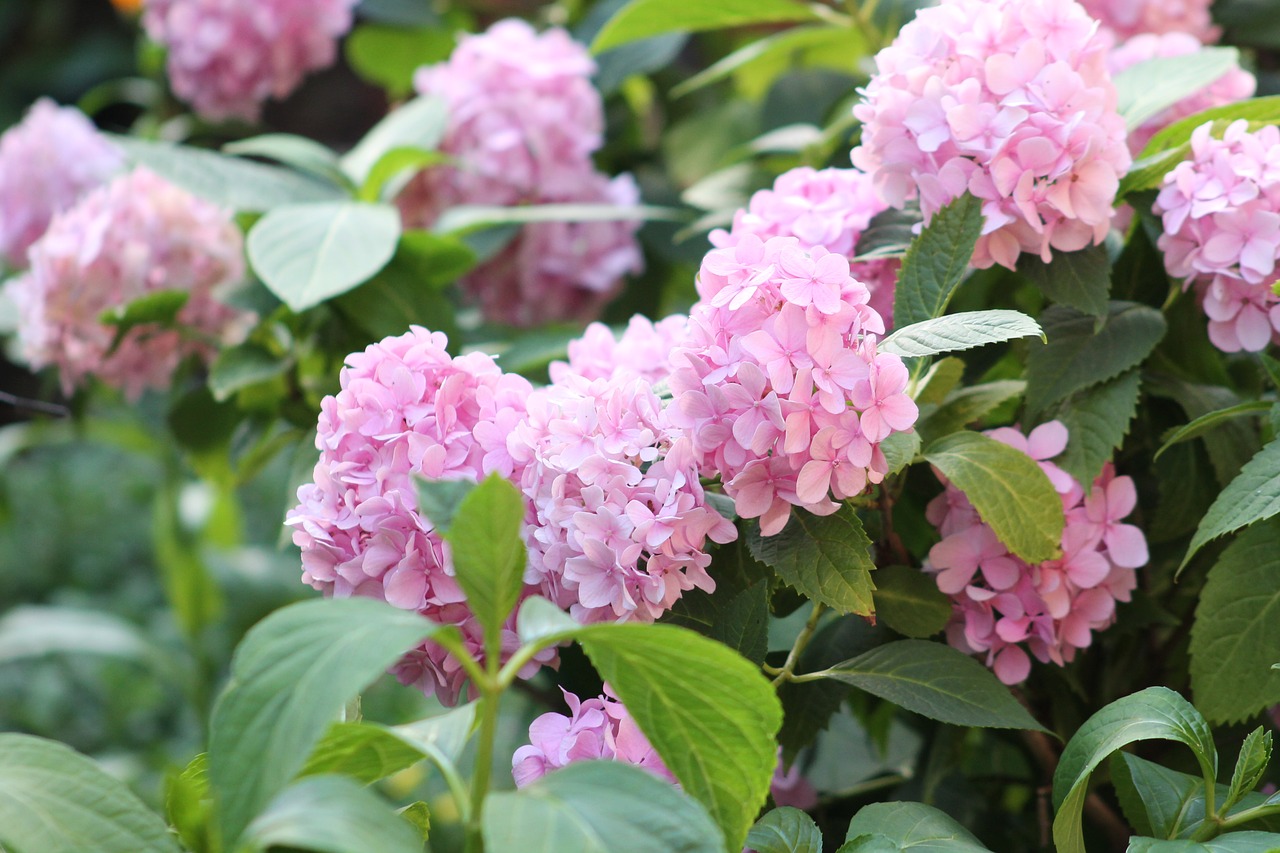 flower hydrangea nature free photo