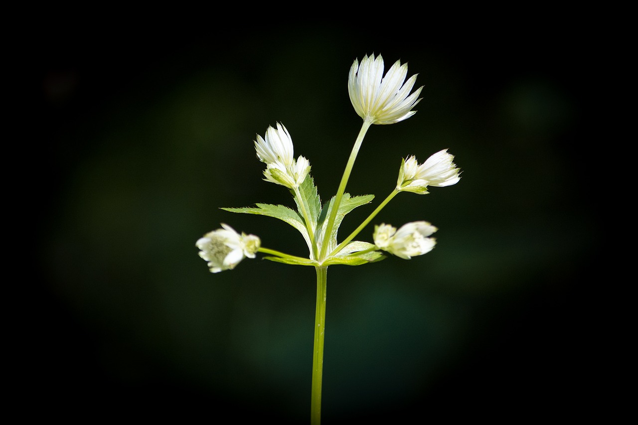 flower forest flower pointed flower free photo