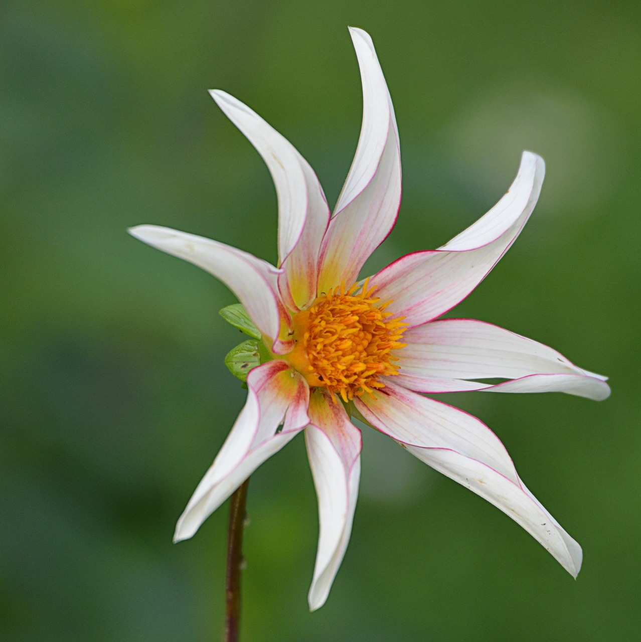 flower nature dahlia free photo