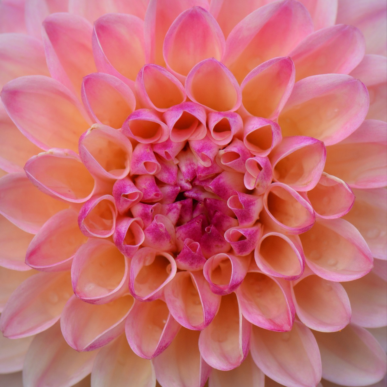 flower nature dahlia free photo