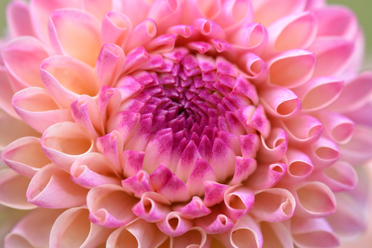 flower nature dahlia free photo