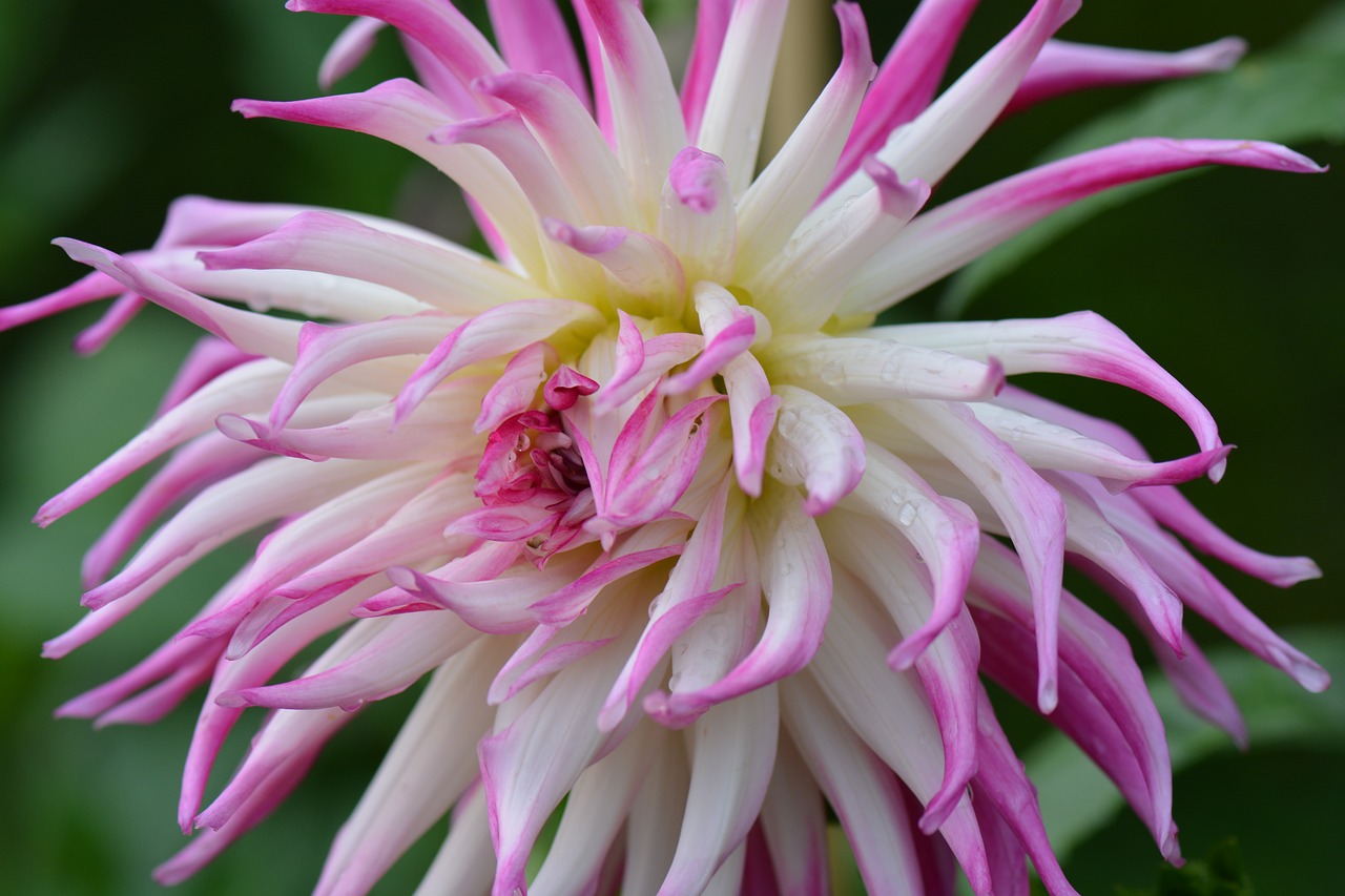 flower nature dahlia free photo