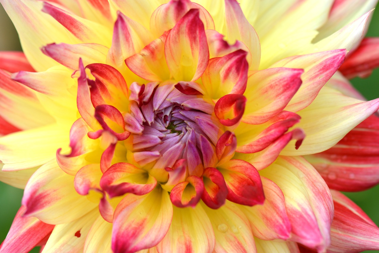 flower nature dahlia free photo