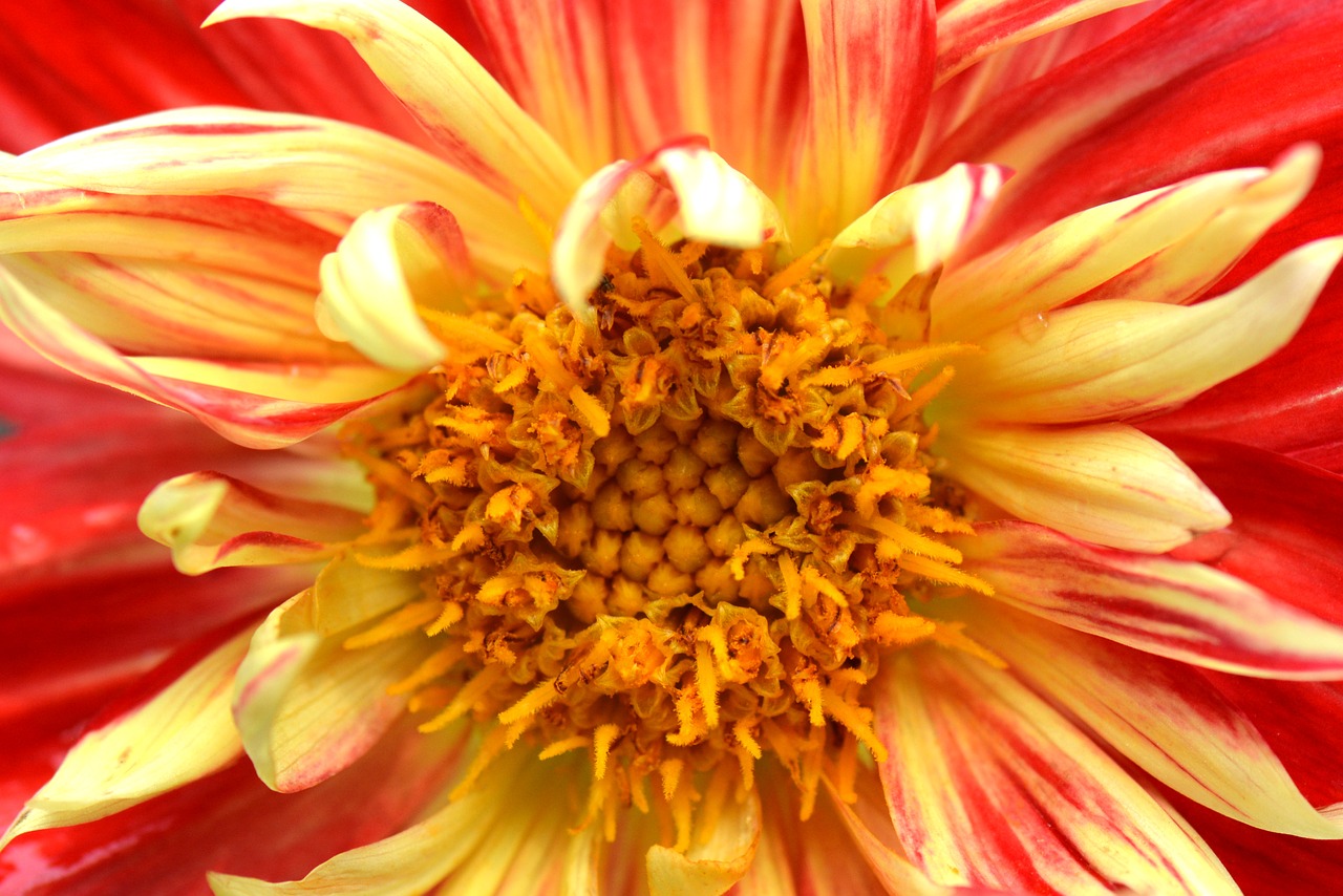 flower nature dahlia free photo