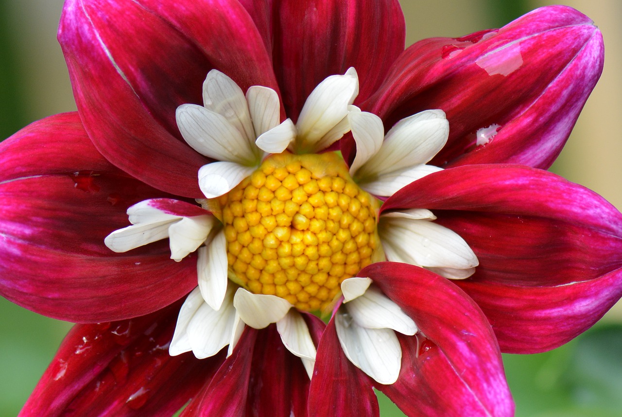 flower nature dahlia free photo