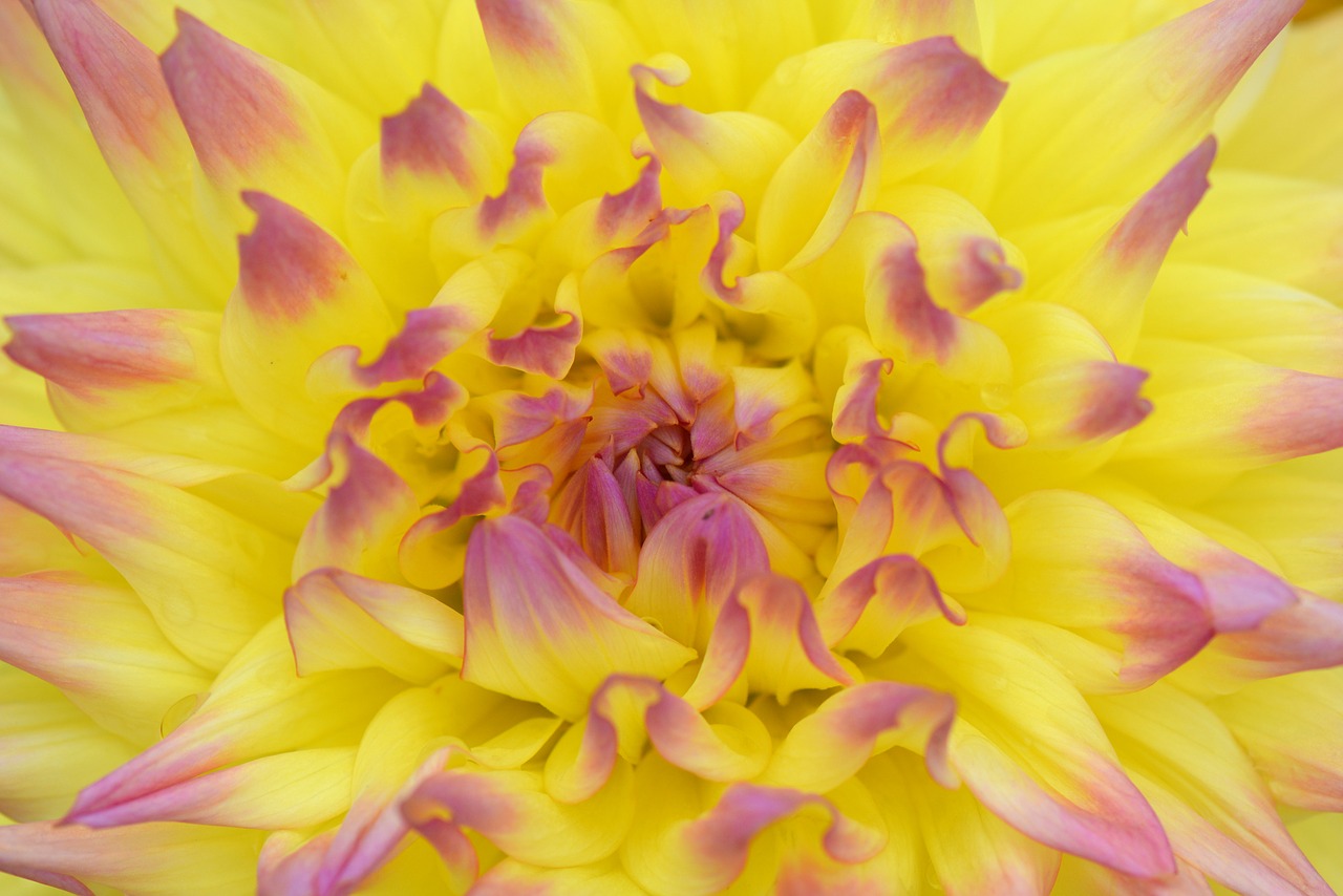 flower nature dahlia free photo