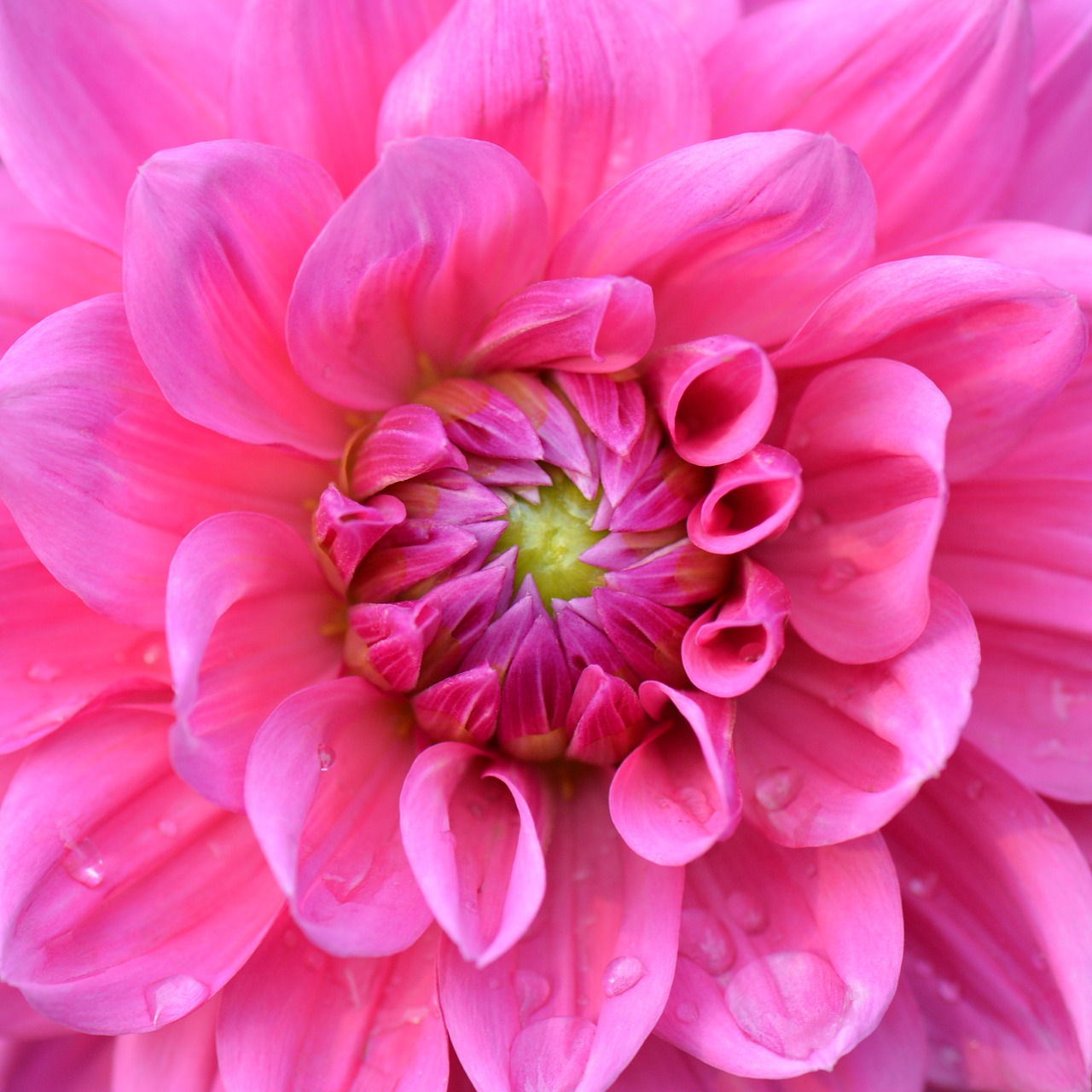 flower nature dahlia free photo