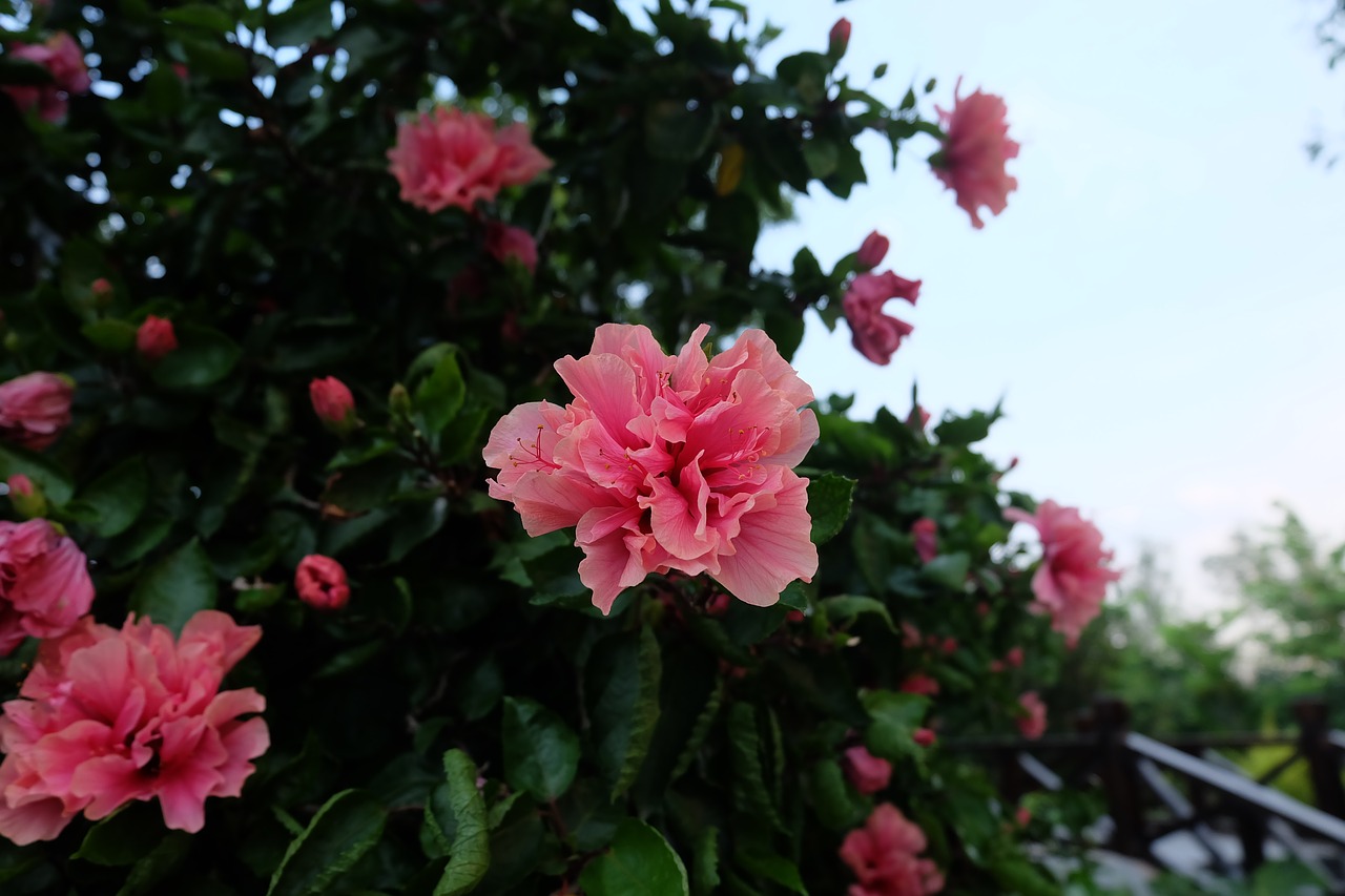 flower azalea pink free photo