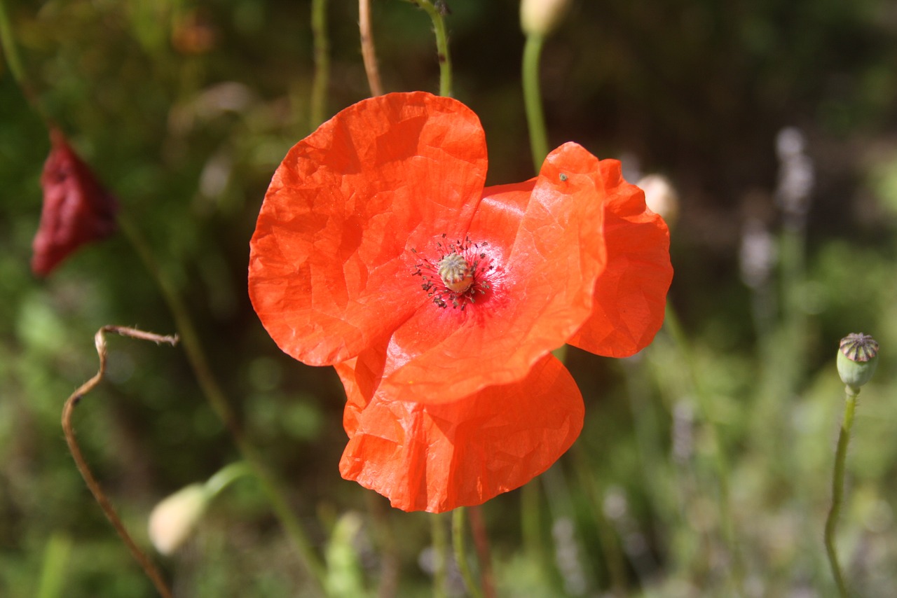 flower summer plant free photo