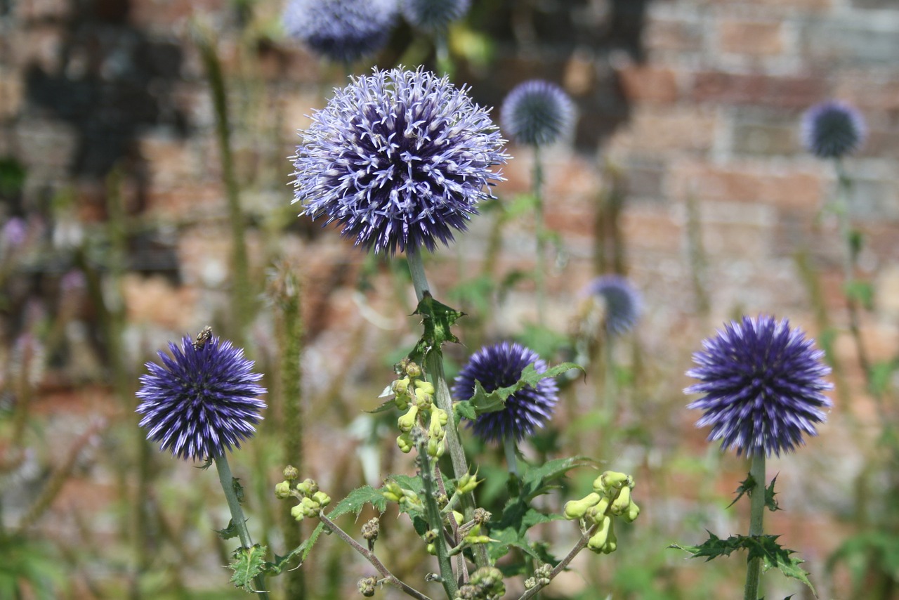 flower summer plant free photo