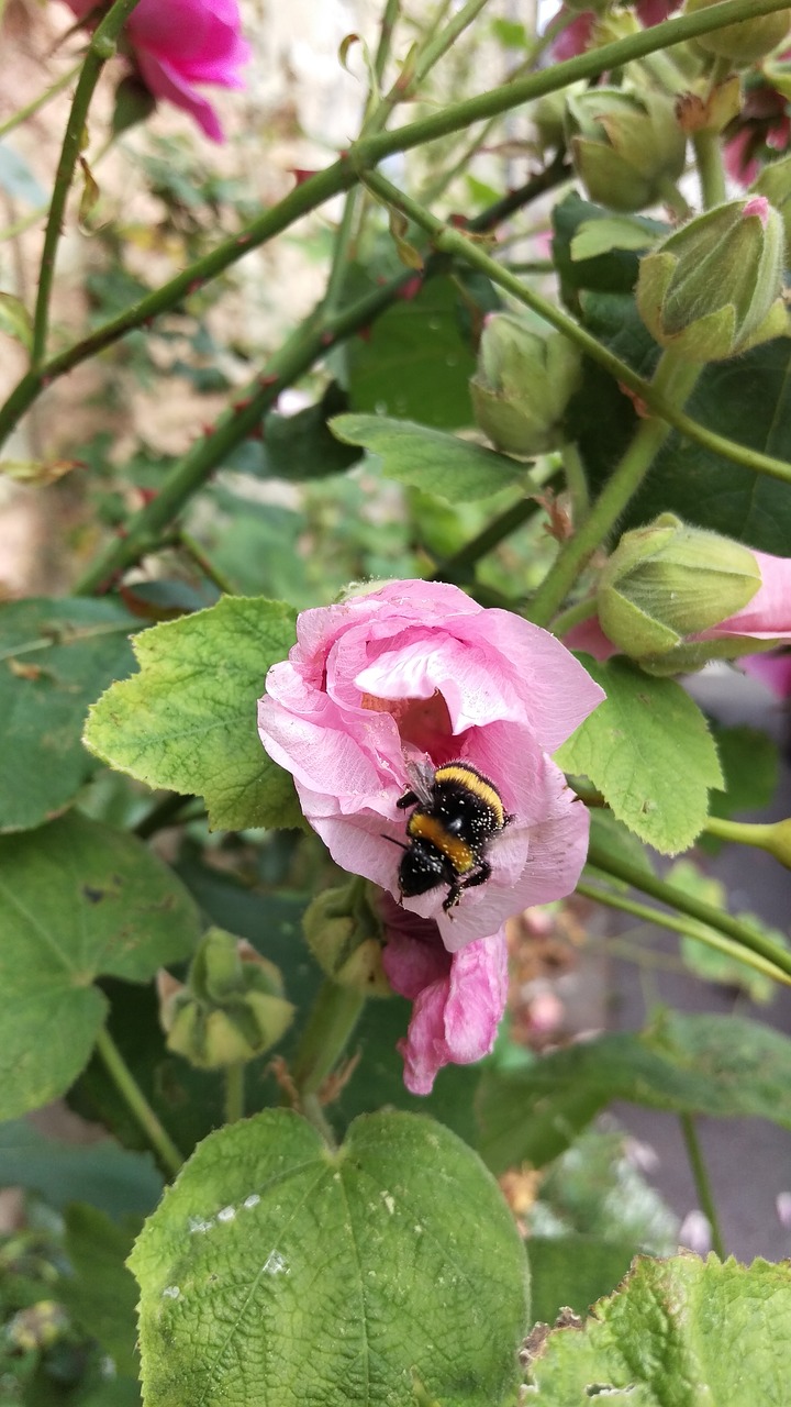 hollyhock flower bumblebee free photo