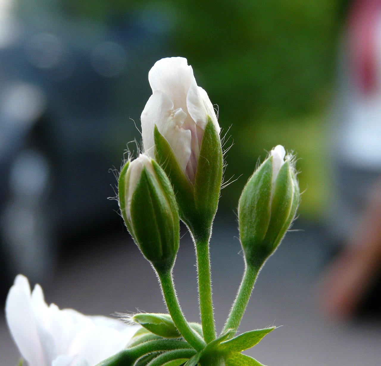 flower bud close free photo