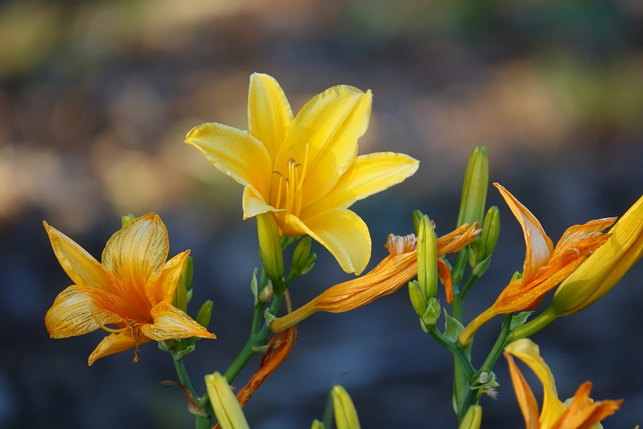 flower lily yellow free photo