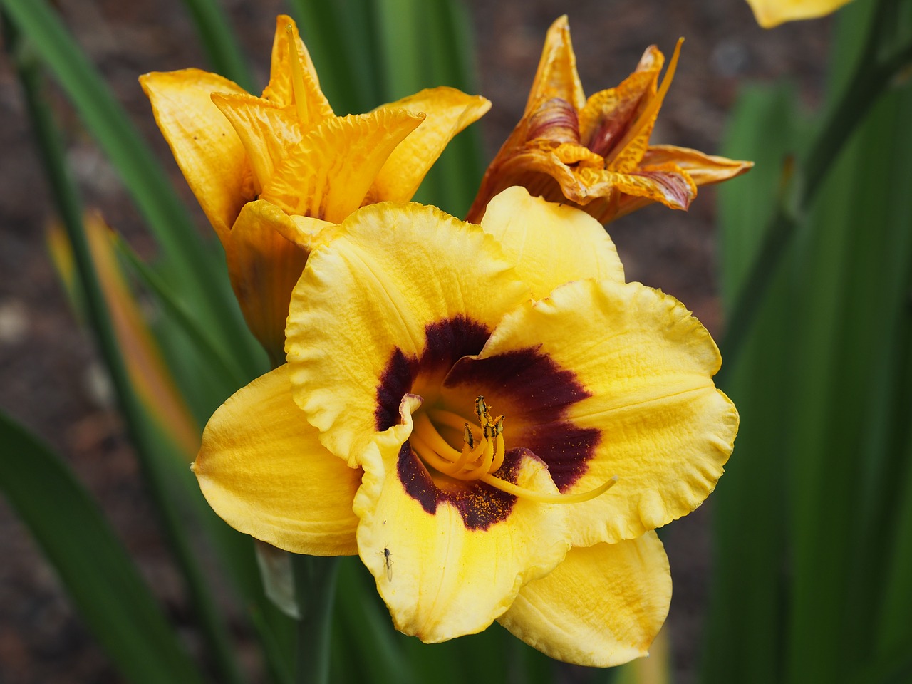 flower daylily garden free photo