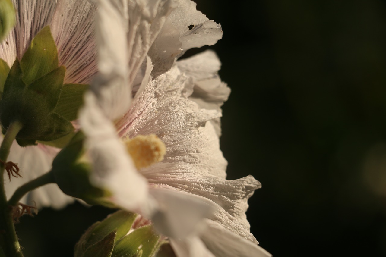 flower spring white free photo