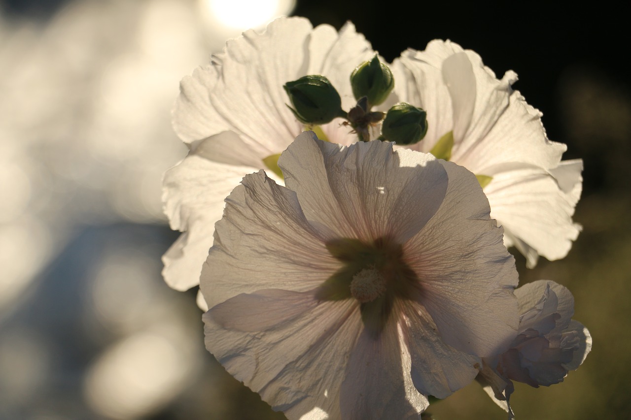 flower spring white nature free photo