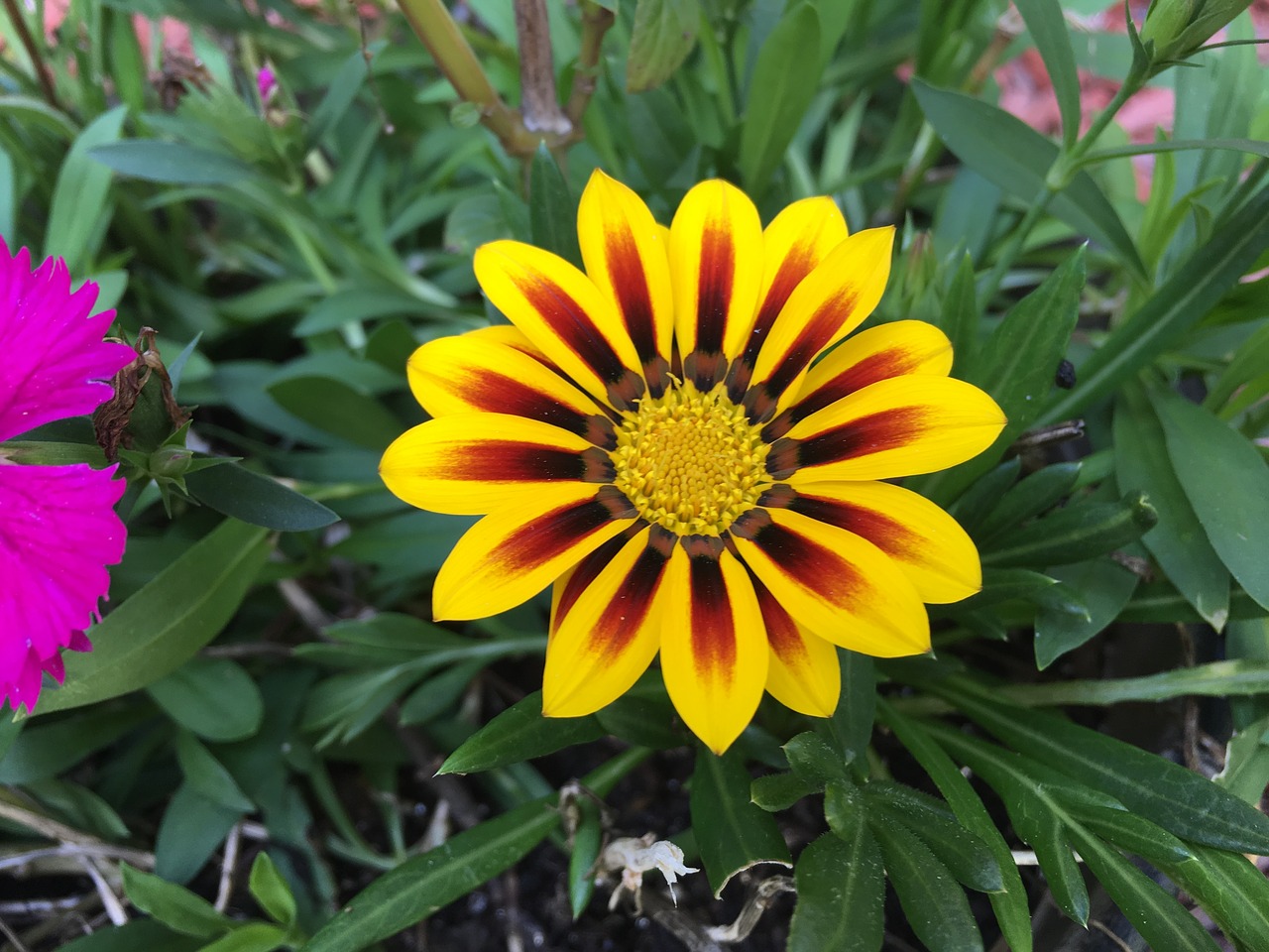 flower yellow daisy free photo