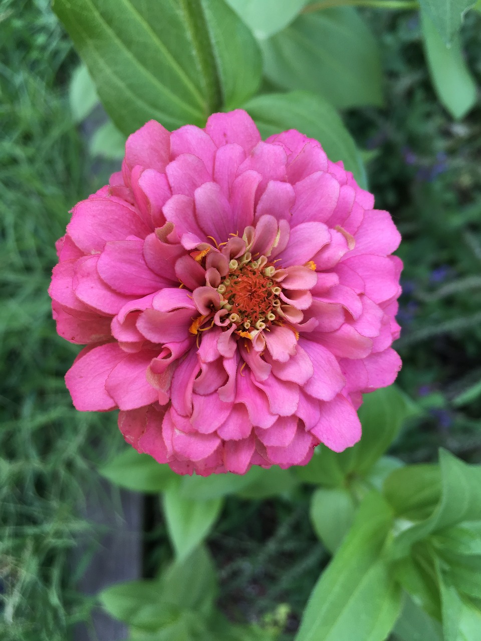 flower zinnia summer free photo