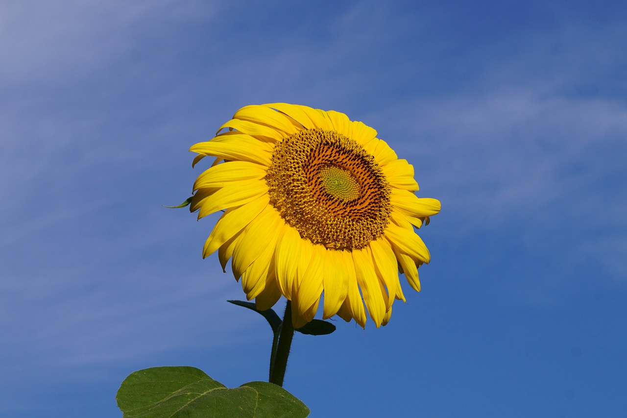 flower sunflower yellow free photo