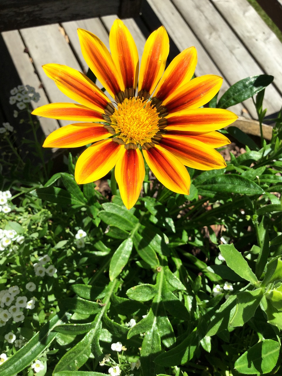 flower yellow orange free photo