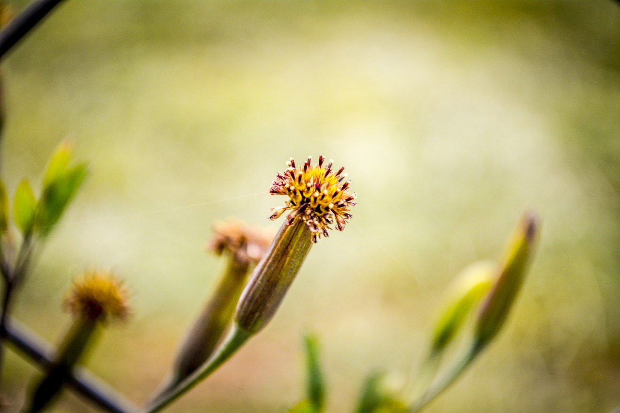 flower macro nature free photo