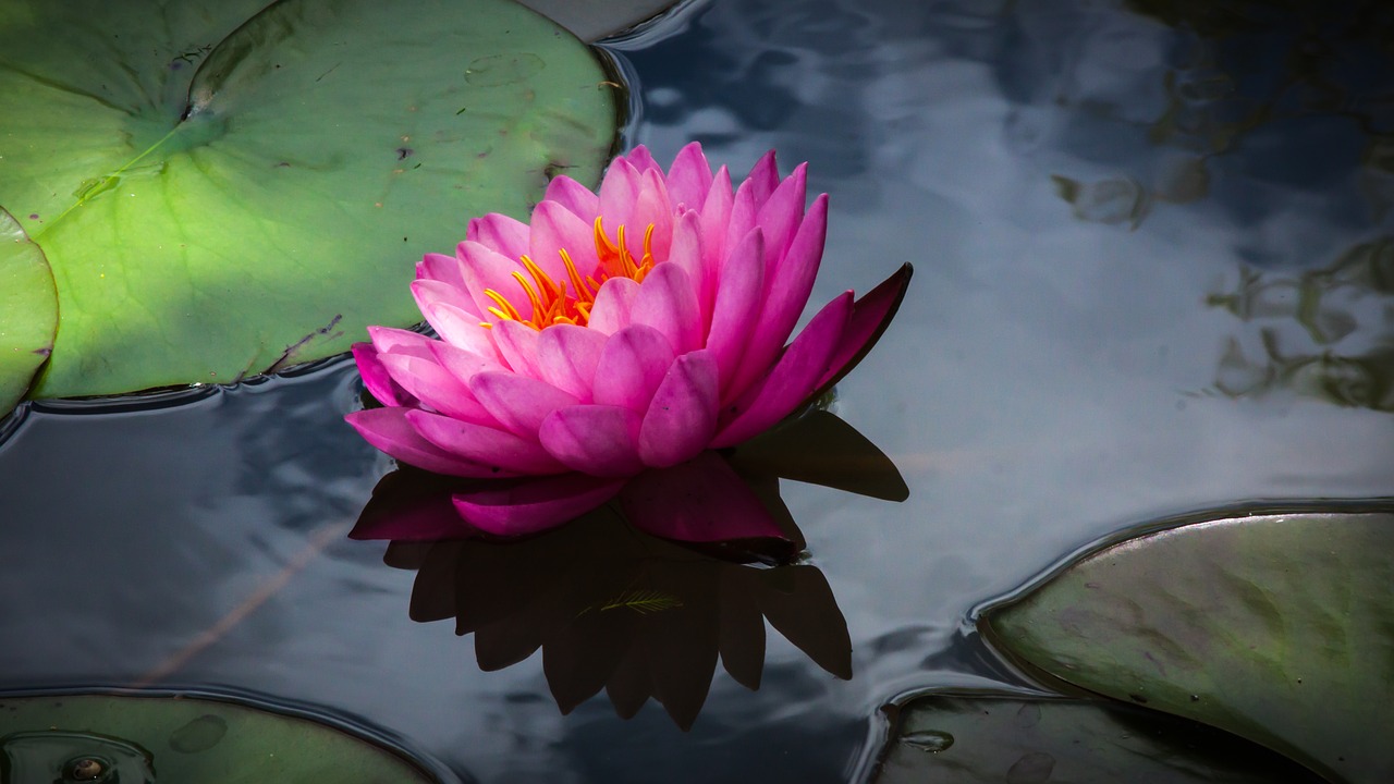 flower waterlily blossom free photo