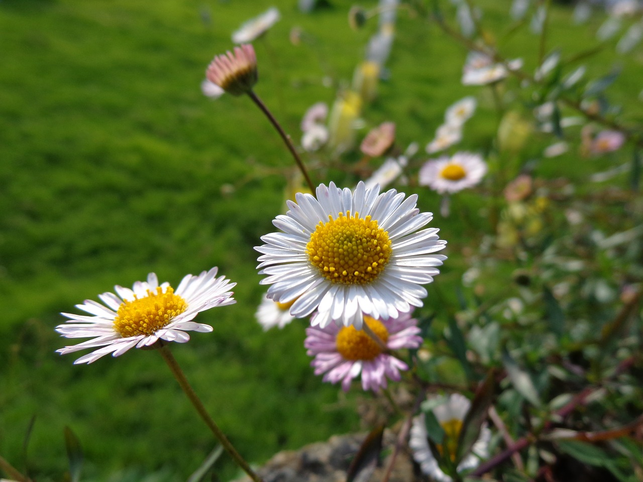 flower white yellow free photo