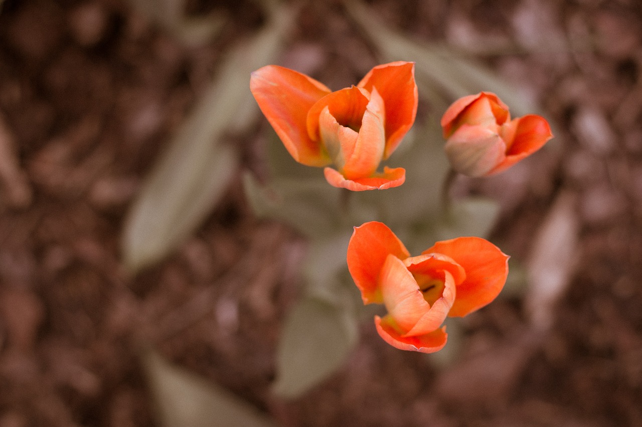 flower blossom bloom free photo