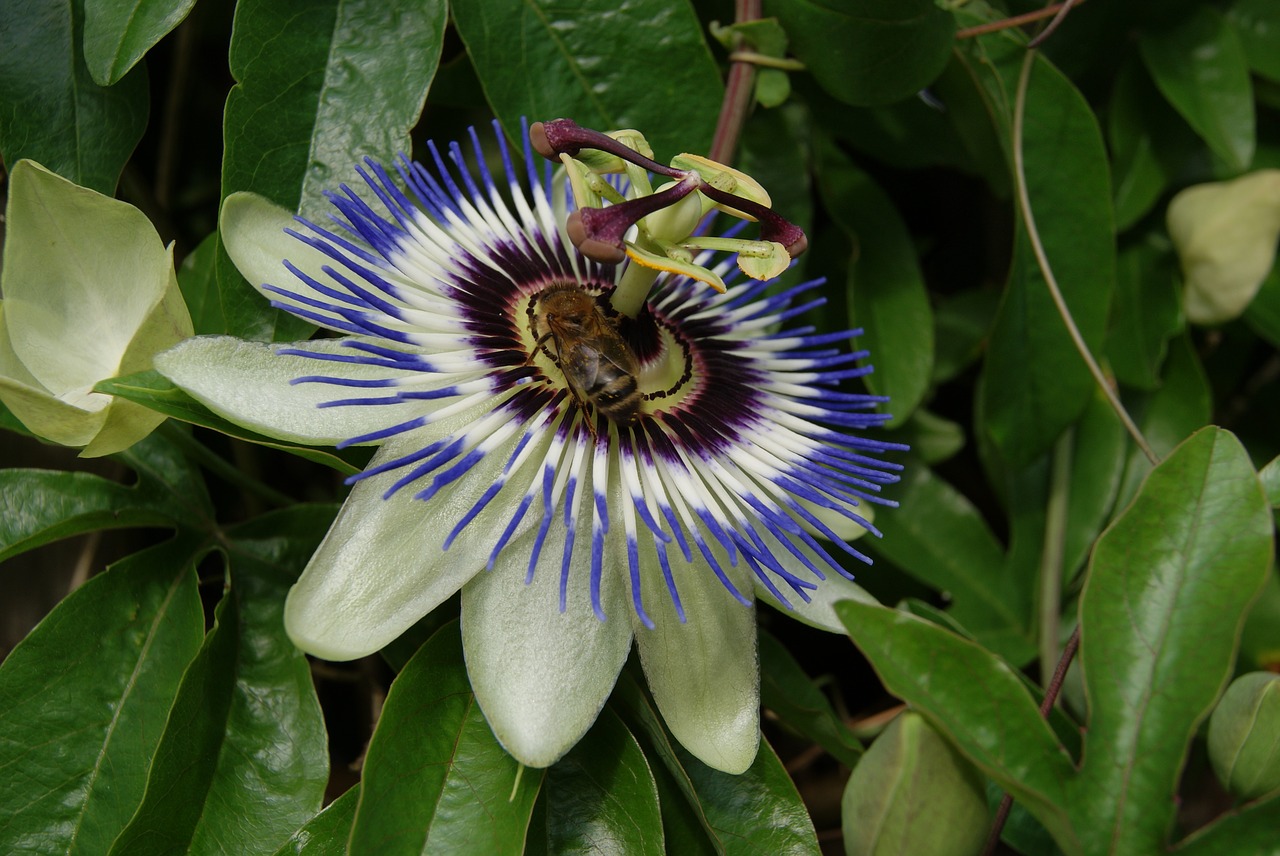 passiflora flower bee free photo