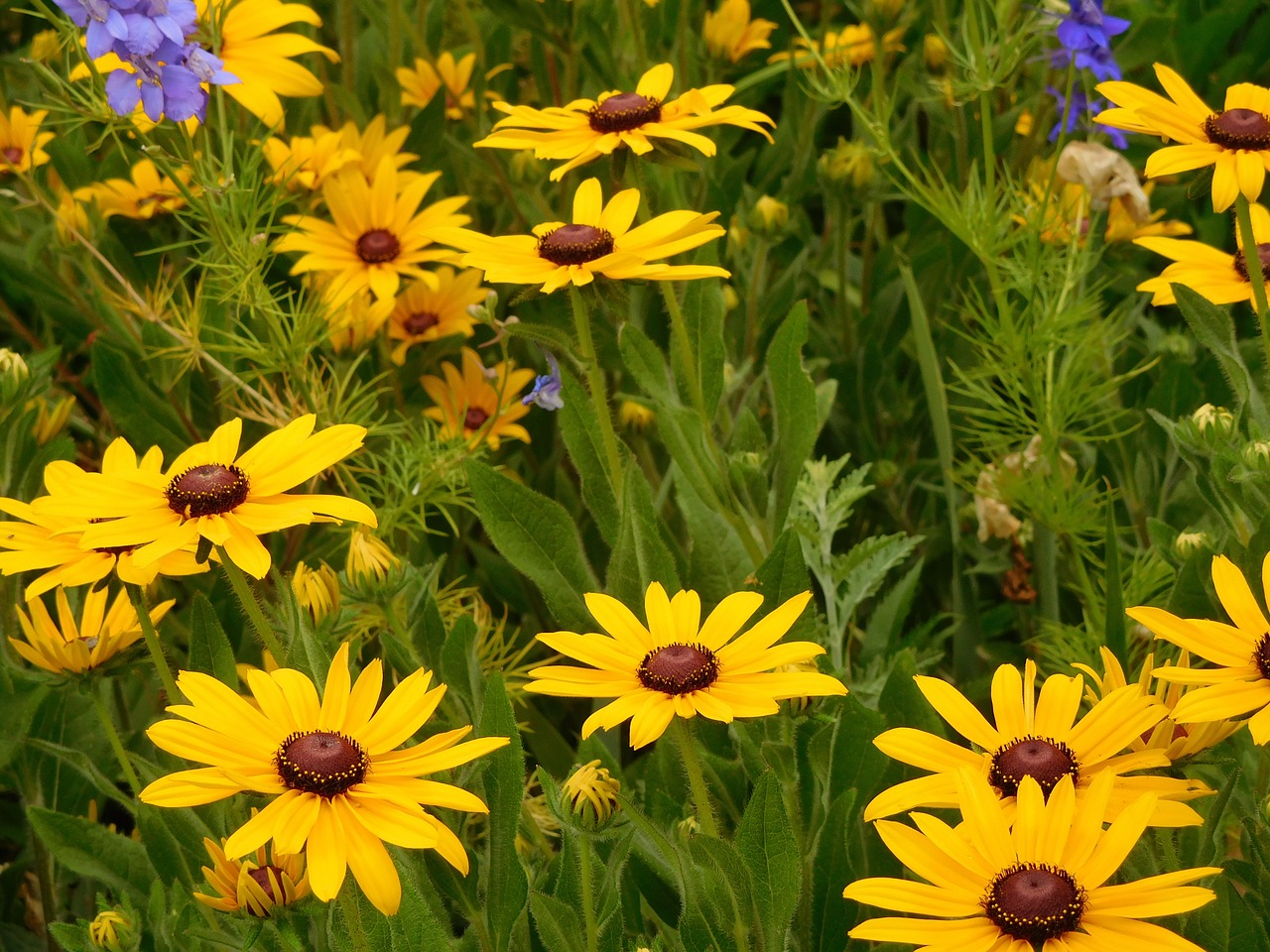 flower daisy blossom free photo