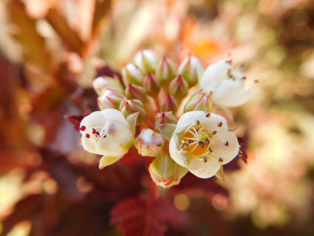 flower blossom blooming free photo