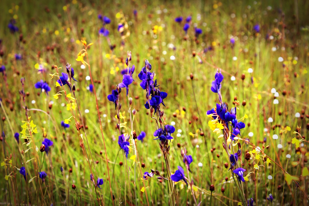 flower field wild free photo