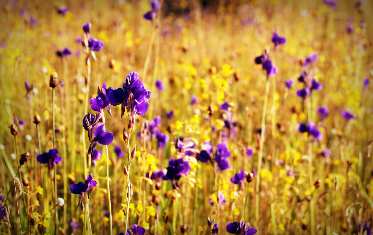 flower field wild free photo