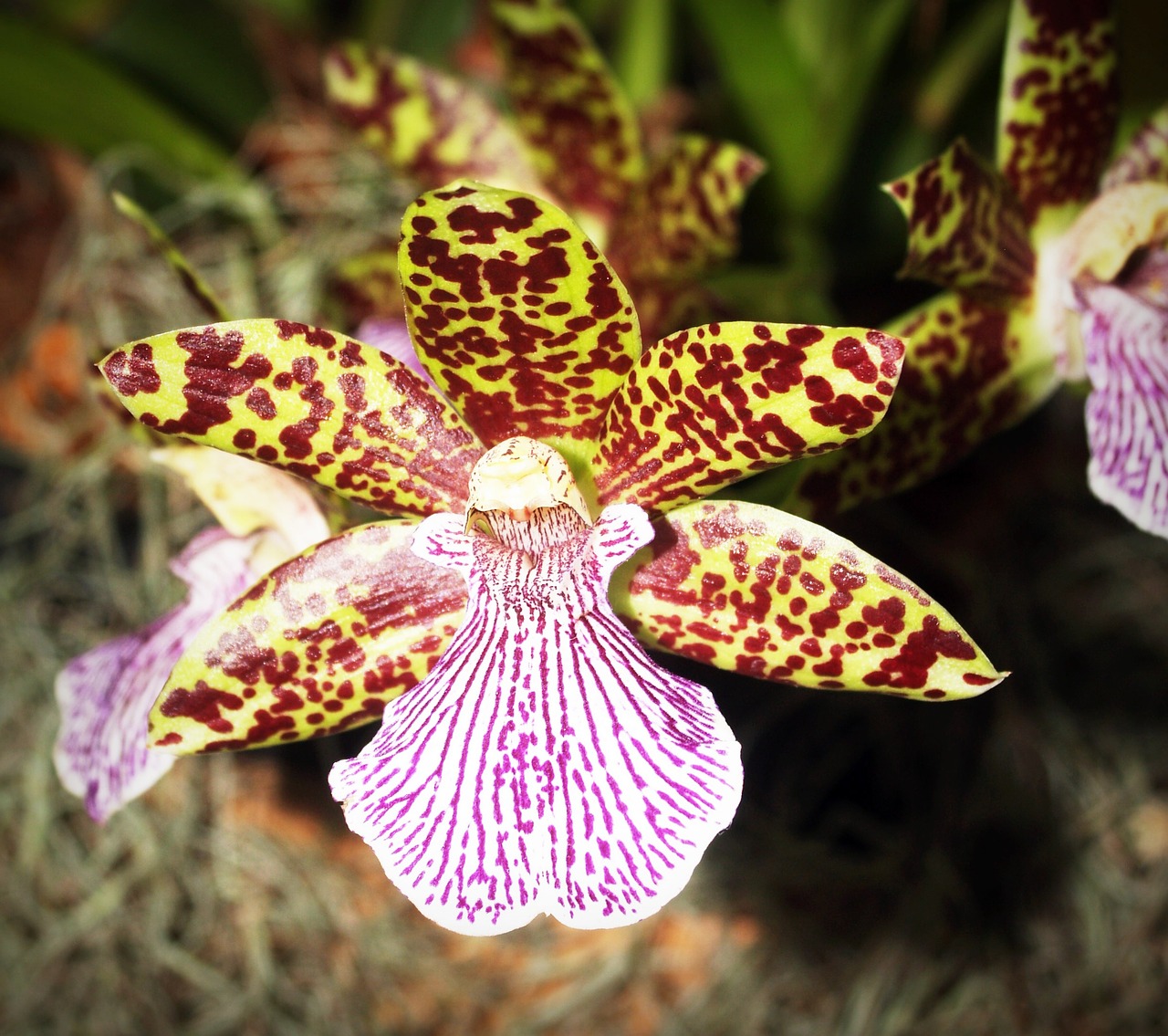 flower orchid tropical free photo