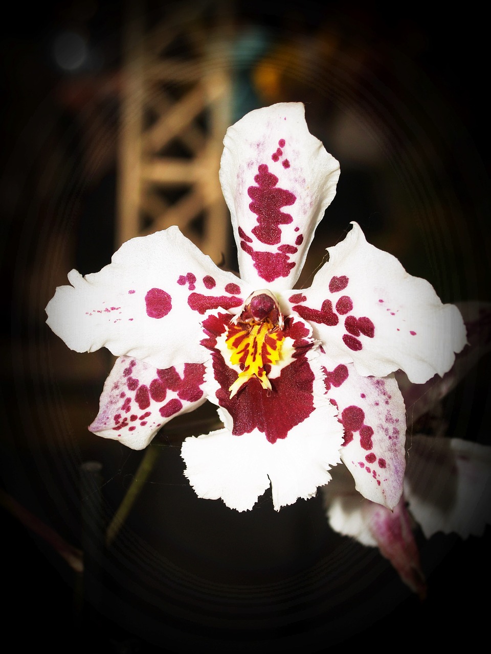 flower orchid tropical free photo