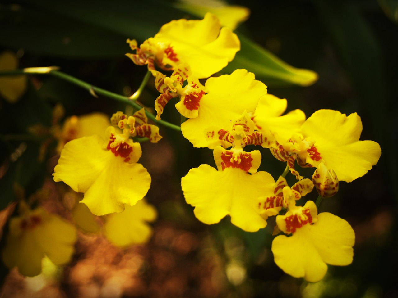 flower orchid tropical free photo