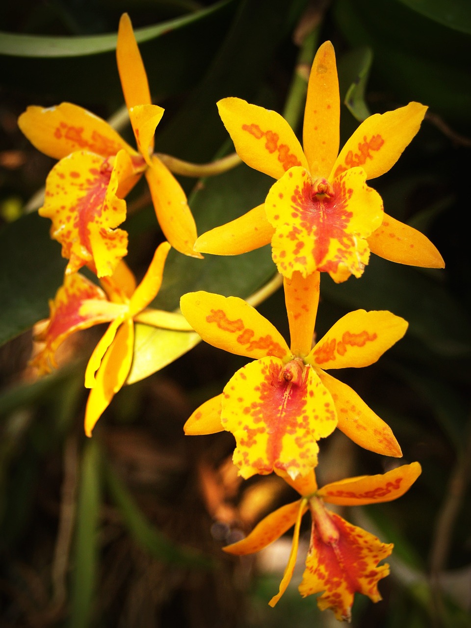 flower orchid tropical free photo