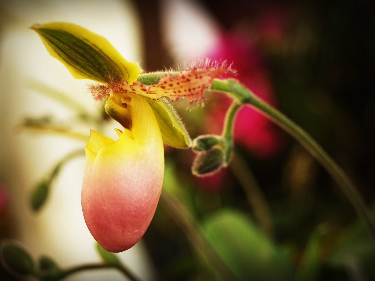 flower orchid tropical free photo