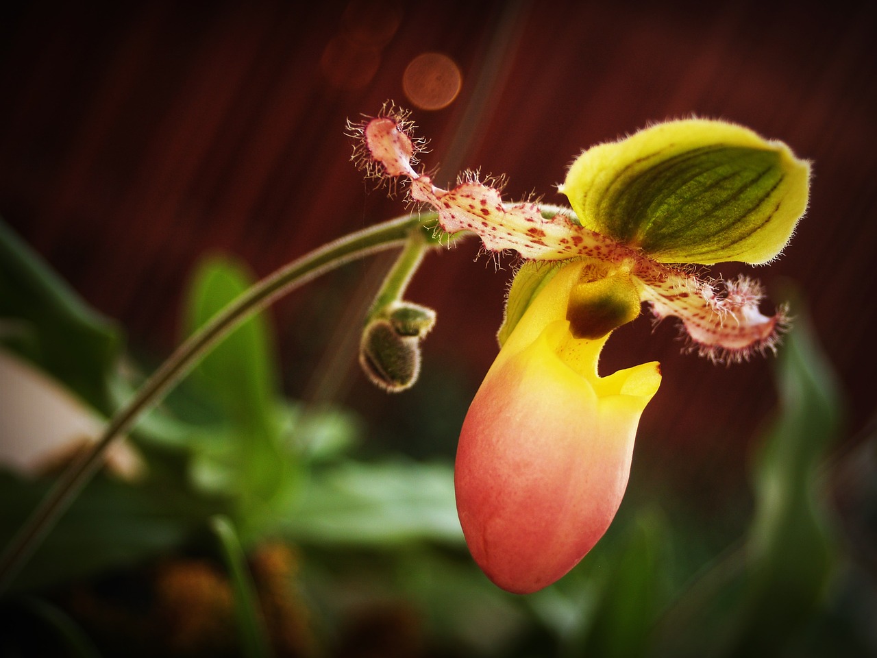 flower orchid tropical free photo