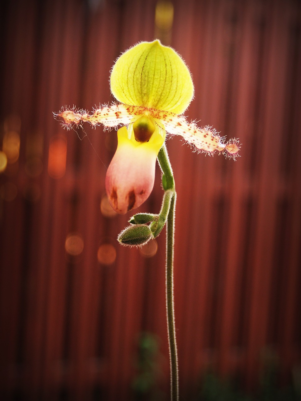 flower orchid tropical free photo