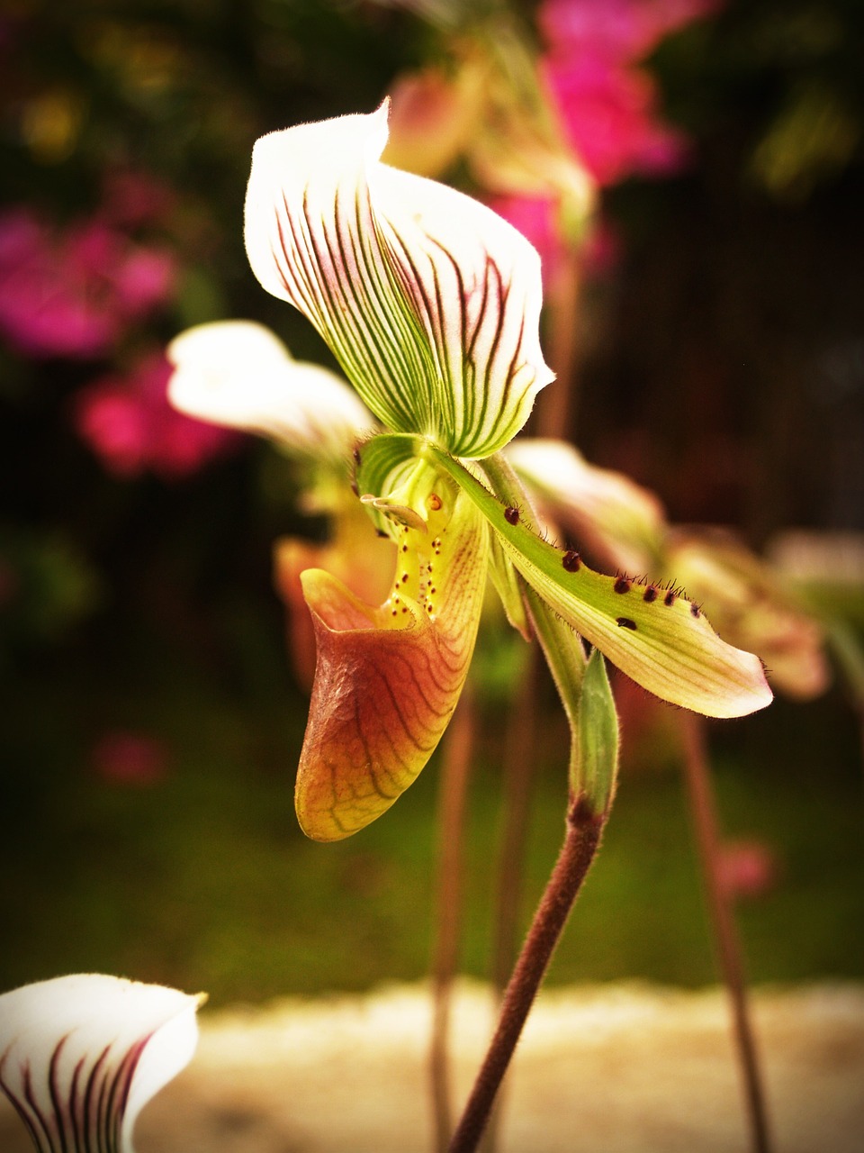 flower orchid tropical free photo