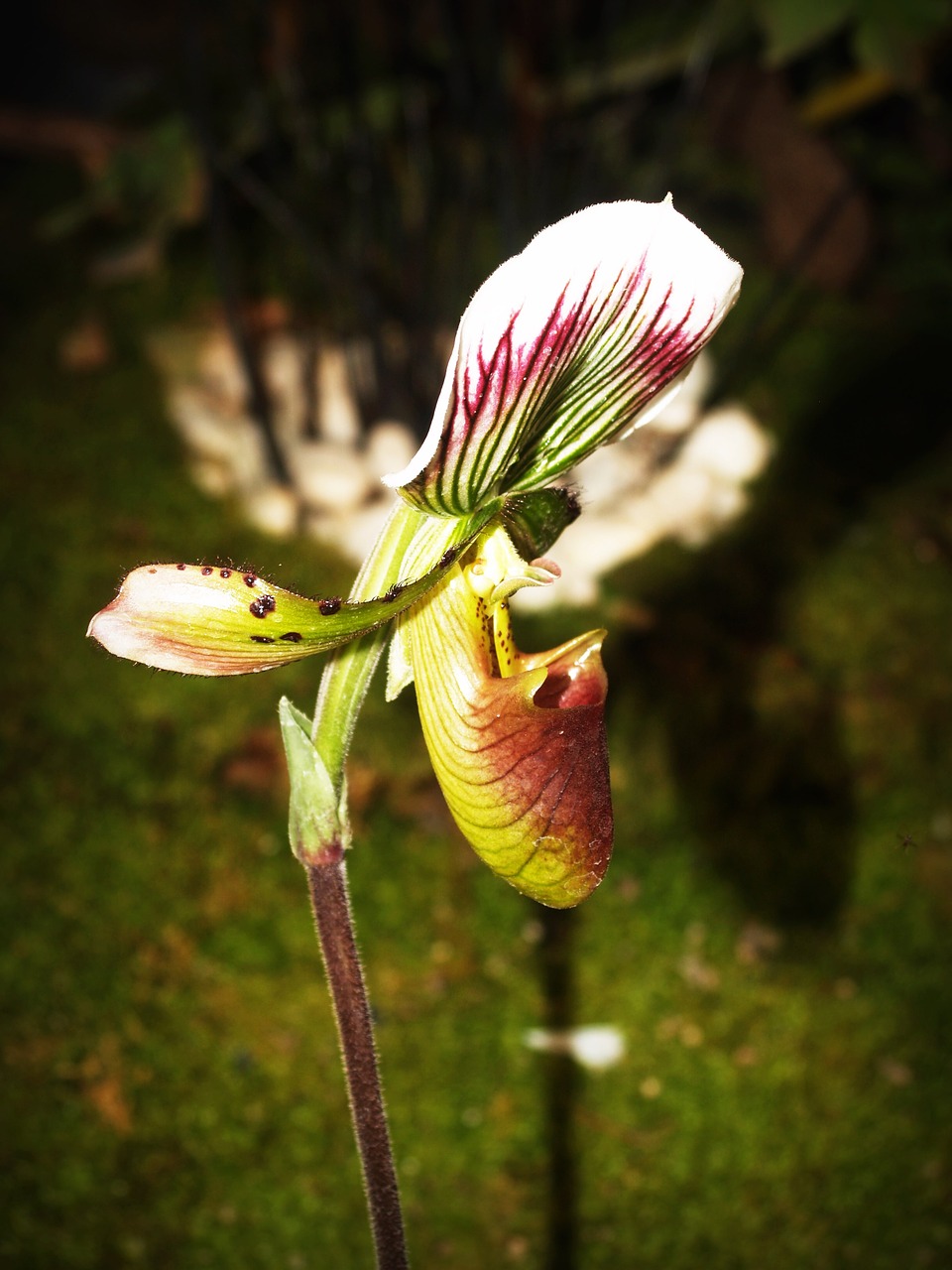 flower orchid tropical free photo