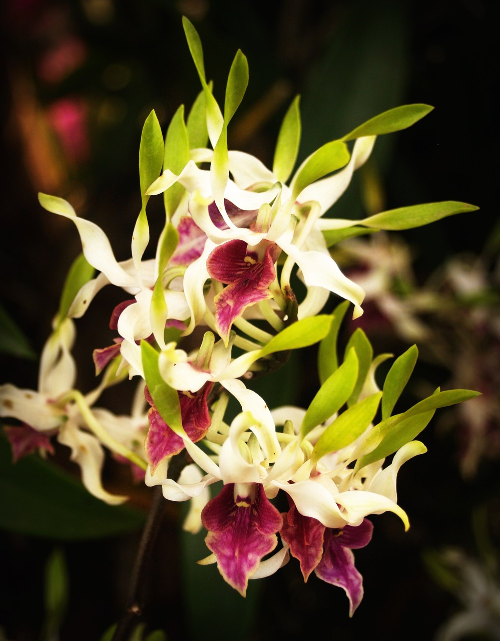 flower orchid tropical free photo