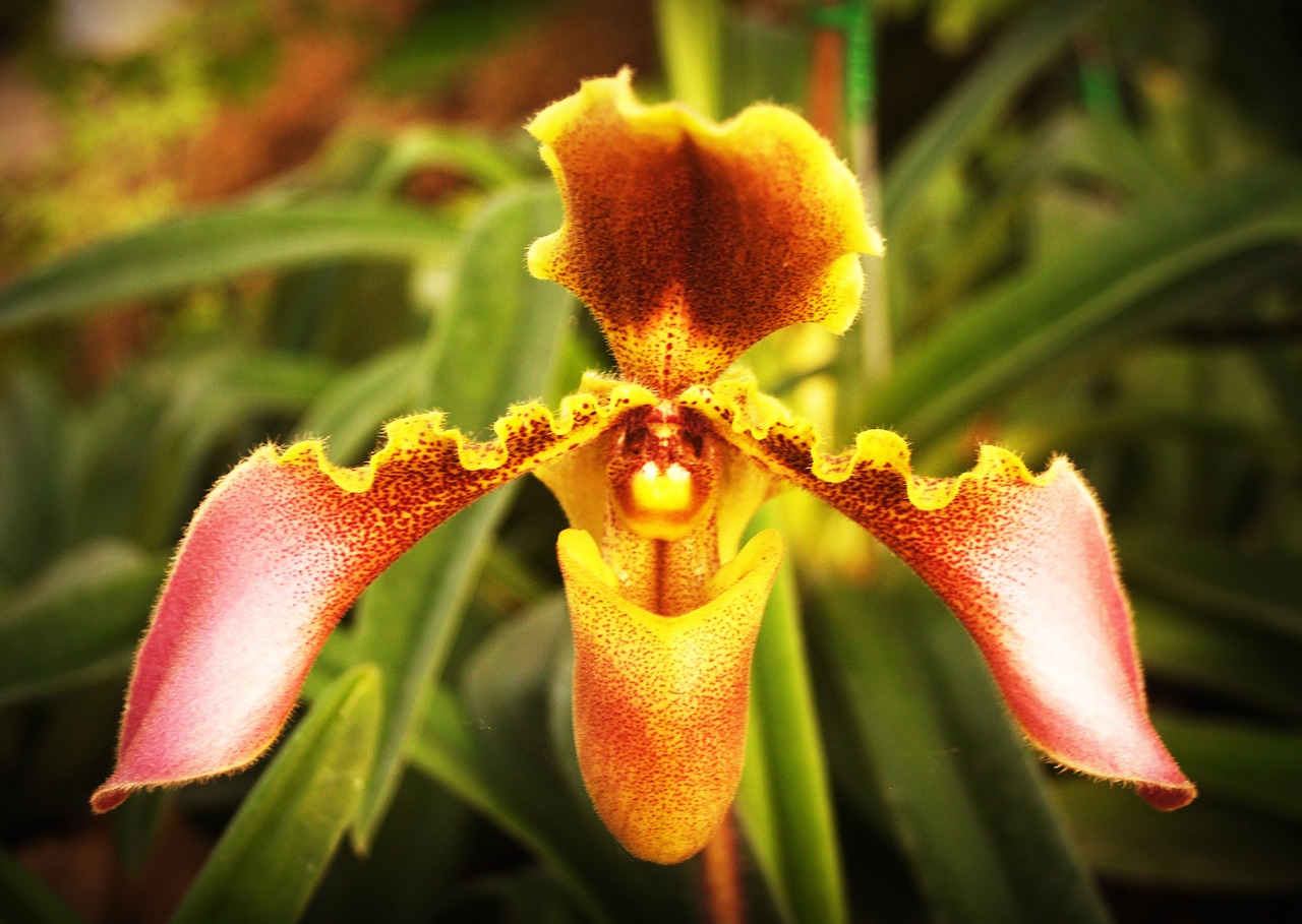 flower orchid tropical free photo